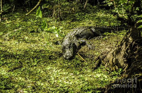 Swamp Alligator Photograph By Mary Carol Story Fine Art America