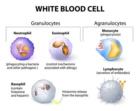 White Blood Cell Diagram With Labels