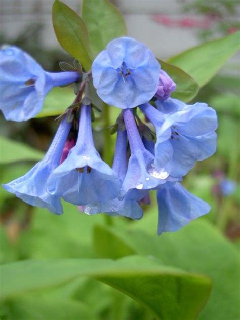 Native Plants Of Indiana Virginia Bluebells Native Plants Blue Bell