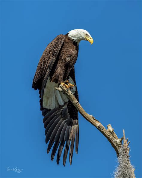 Eagle Yoga Photograph By Ronald Kotinsky Fine Art America