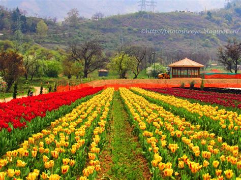 Bunga tulip hidup secara liar di kawasan pegunungan pamir di kazakhstan. Gambar 12 Foto Taman Bunga Indah Cantik Dunia Inilah ...