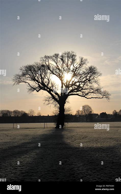 Oak Tree Silhouette With Sunrise Stock Photo Alamy