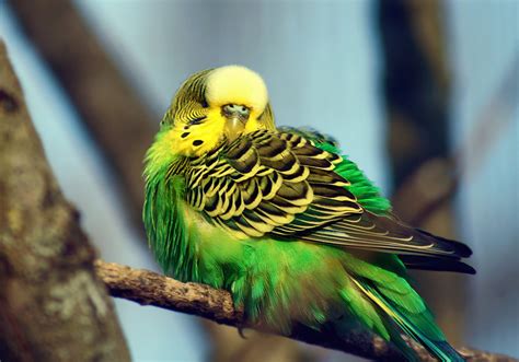 Budgies Are Awesome Budgie Picture Taken In Stuttgart Zoo