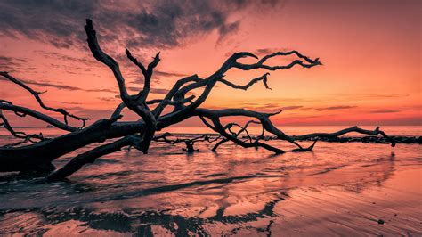 Sunset Red Sky Sea Beach Cial Tree Branches Beautiful Hd Wallpaper