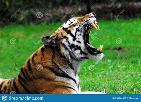 I sat at an oral surgeon's office waiting for my daughter. WILDLIFE- Extreme Close Up Of A Bengal Tiger With Mouth Open Stock Image - Image of active ...