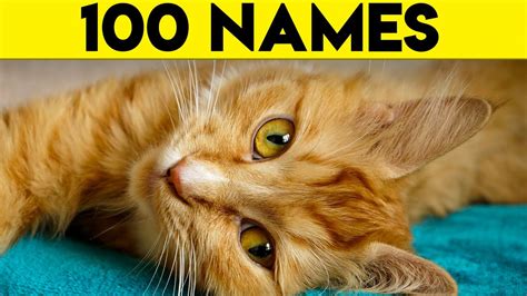 Got any orange cat names? Ginger Cat Names - 100+ Names For Your Orange Cat - YouTube