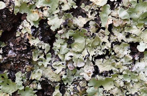 Lichens Stock Photo Image Of Lichens Background Colors 16193816