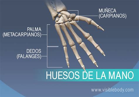 Aprenda Anatomía Del Esqueleto Esqueleto Apendicular