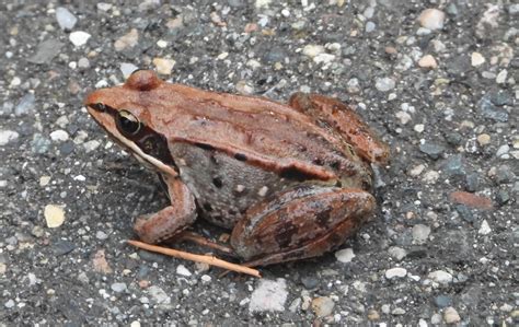 Wood Frogs Are The Only Frogs That Live North Of The Arctic Circle The