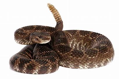 Rattlesnake Pluspng