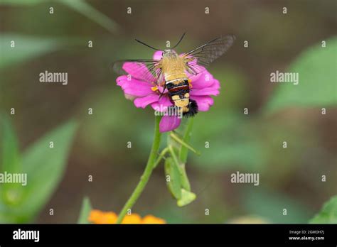 Coffee Clearwing Hi Res Stock Photography And Images Alamy