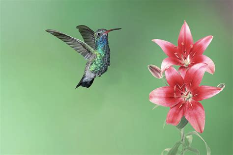 Magnificent Hummingbird W Red Lilies Photograph By Kelly Walkotten