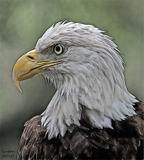 American Bald Eagle 4 Digital Art By Larry Linton Fine Art America