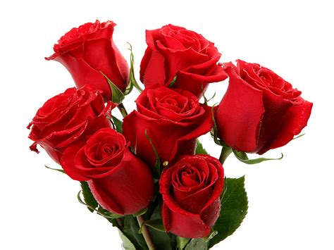 Wallpaper Red Roses Flowers White Background