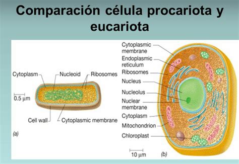 Comparación Entre Célula Procariota Y Eucariota