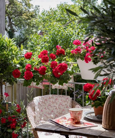 Geranium Care 5 Tips That Will Make Your Balcony Bloom Effortlessly