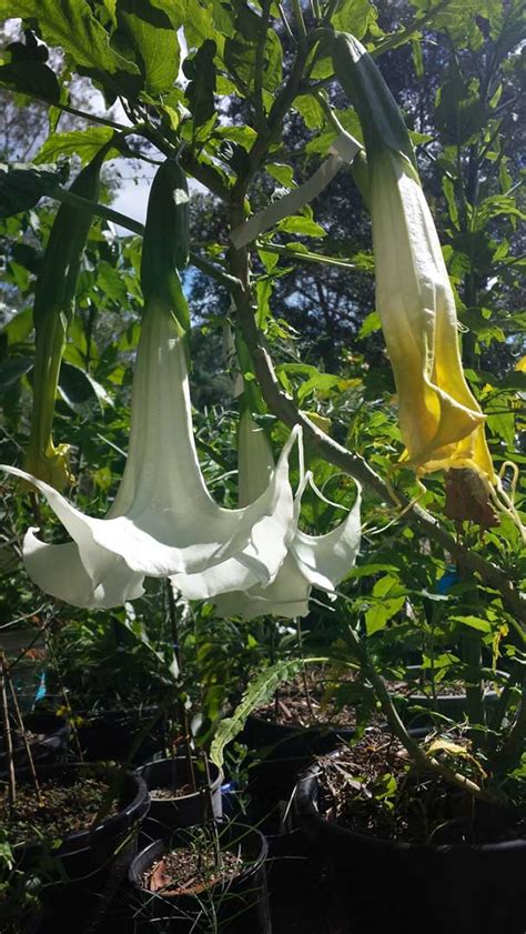 Buy brugmansia plants at hayloft. Taita's Gift - Brugmansia Growers International