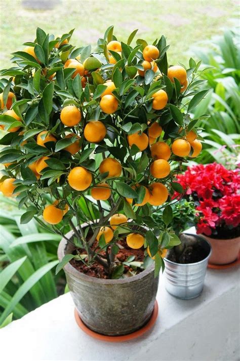 Royal Land Dwarf Calamondin Orange Plant Citrus 1 Healthy Small