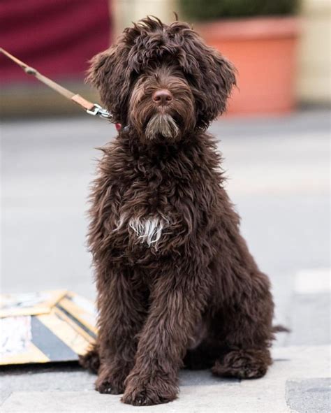 Gilberto Portuguese Water Dog 5 Mo Instagram Photo By Thedogist