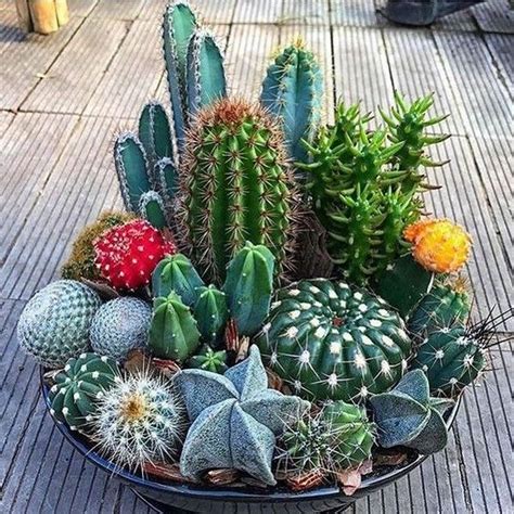 Кактусы, растения из семейства суккулентов