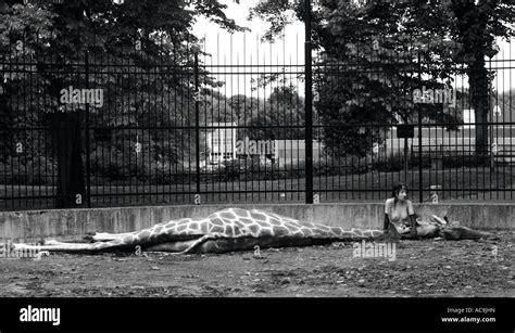 Naked Woman Dead Giraffe Maastricht Netherlands Stock Photo Alamy