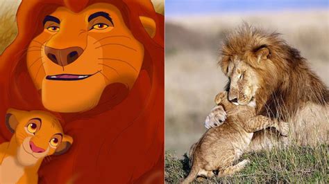 Fotos Simba Y Mufasa En La Vida Real — Noticias En La Mira Con