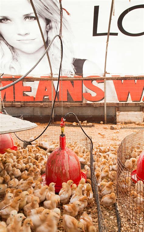 They're great for spurring an interesting conversation, which is what you want. Meet the Movie Billboard Chicken Coops - Modern Farmer