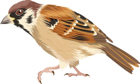 House Sparrow Fundo Png Imagem Png Play