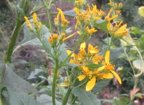 They will even tell you how to grow and care for it! identification - What is this yellow ray flowering plant ...