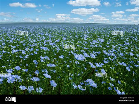Flax Flowers Flax Field Flax Blooming Flax Agricultural Cultivation