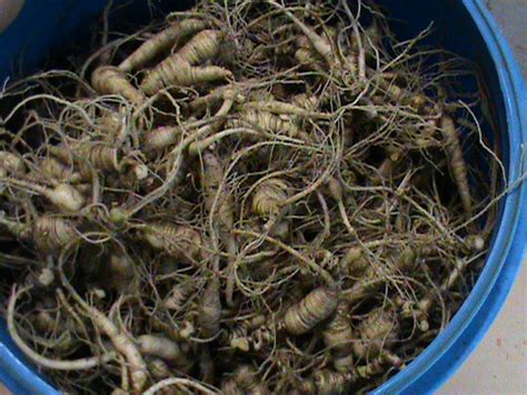 Fresh Wild Simulated Ginseng Root (5 lb) - Colwell's Ginseng ...