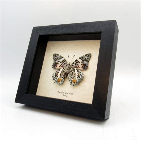 Real Butterfly Framed Taxidermy Baeotus Deucalion Etsy