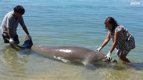Last Dugong In Gulf Of Thailand Found Dead Coconuts