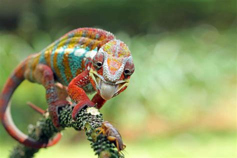 11 Showstopping Chameleon Species