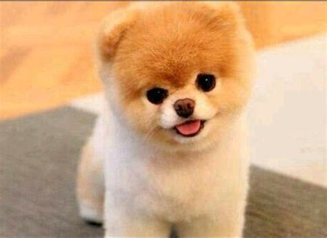 Dog Cute Fluffy Pomeranian Love