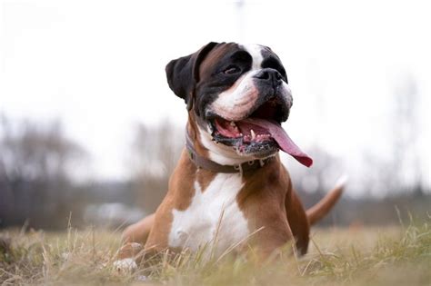 13 German Dog Breeds — German Hunting Dogs Readers Digest