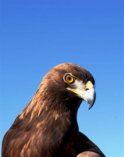 Burung rajawali foto galeri foto. Download Gambar Burung Rajawali | Pickini