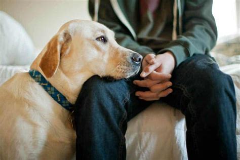 Dogs Can Smell How Humans Are Feeling Burgess Pet Care