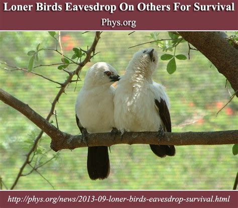 Loner Birds Eavesdrop On Others For Survival Phys