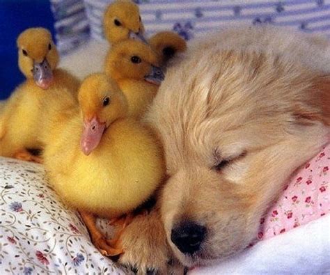 Baby Ducklings And Golden Retriever Puppyfriends Unlikely Friendships