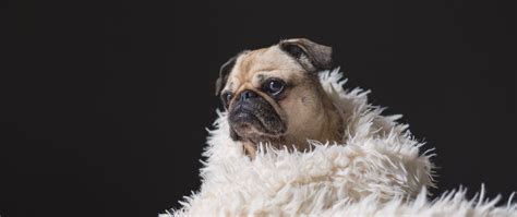 Download Wallpaper 2560x1080 Pug Pet Dog Sadness Cute Plaid Dual
