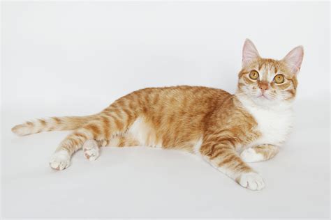 Thus, understanding a tabby cat's personality is important regardless of which kind although tabbies are not a specific breed, they do have behaviors and traits in common. The Personality of a Tabby Cat is Quite Unique in All ...