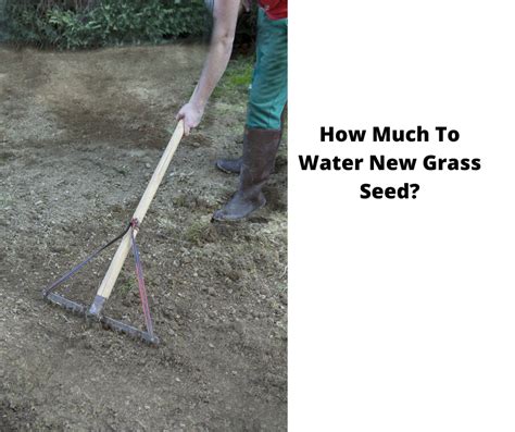 How Much To Water New Grass Seed Gardener A To Z