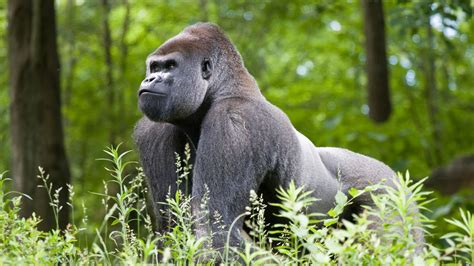 Why Do Gorillas Beat Their Chests New Research Gives Insight Into