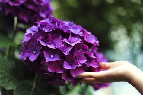 5 Astuces Pour Avoir De Beaux Hortensias Roses Bleus Ou Violets