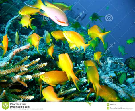 Tropical Coral Reef Fish Stock Image Image Of Caribbean 4489903
