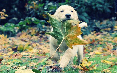 Hd Autumn Animals Leaves Grass Dogs Puppies Adventure