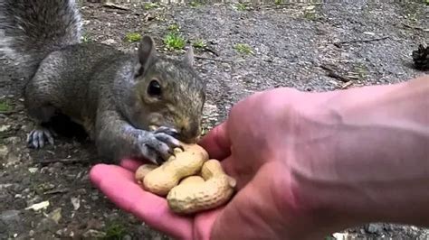Things You Really Need To Know About Squirrel Feeding