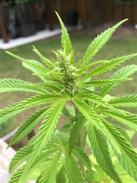 Is my plant a male?? | Grasscity Forums - The #1 Marijuana ...