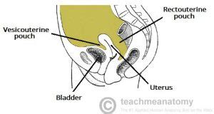 The Peritoneal Cavity Greater Sac Lesser Sac TeachMeAnatomy